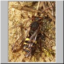 Nomada leucophthalma - Wespenbiene w02.jpg